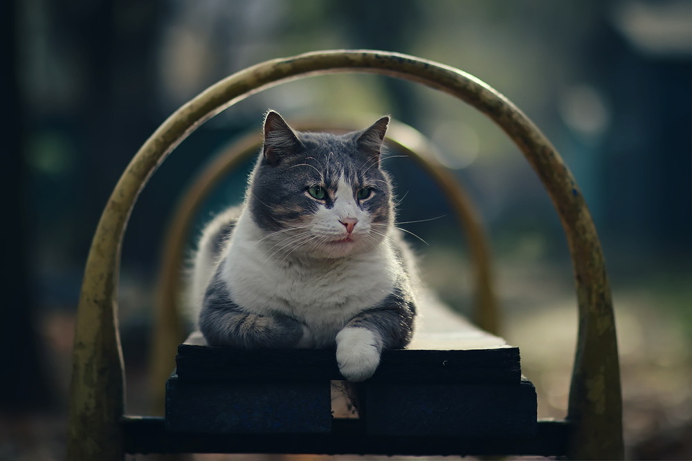 Фотографія Пан Коцький / Біллі Бонс / photographers.ua