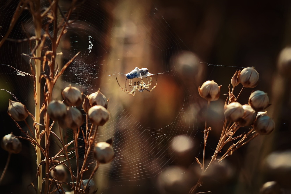 Фотографія Н – необачність / Біллі Бонс / photographers.ua