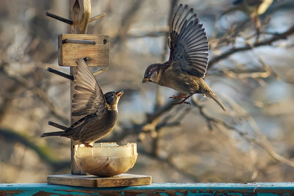 Фотографія Геть звідсіля, волоцюга! / Біллі Бонс / photographers.ua