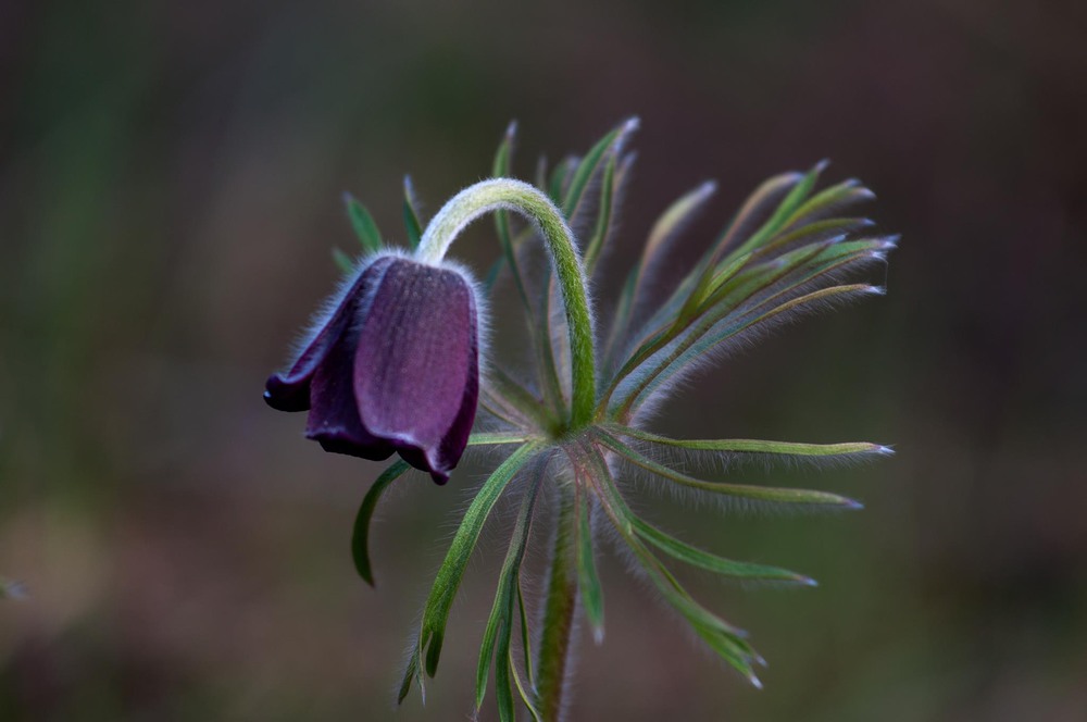Фотографія Сон- трава, лесное волшебство / Olga Chorna / photographers.ua