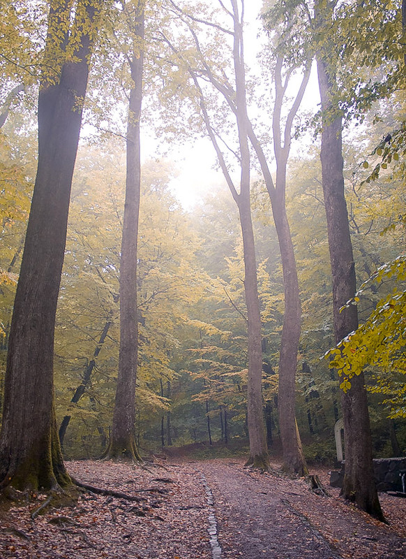 Фотографія Осень в лесу / Юра Восток / photographers.ua