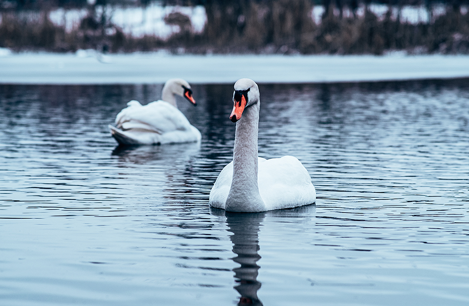 Фотографія Животные / Юрій Петруняк / photographers.ua