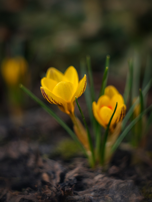 Фотографія Сонячні квіти / Ольга Ніканорова / photographers.ua