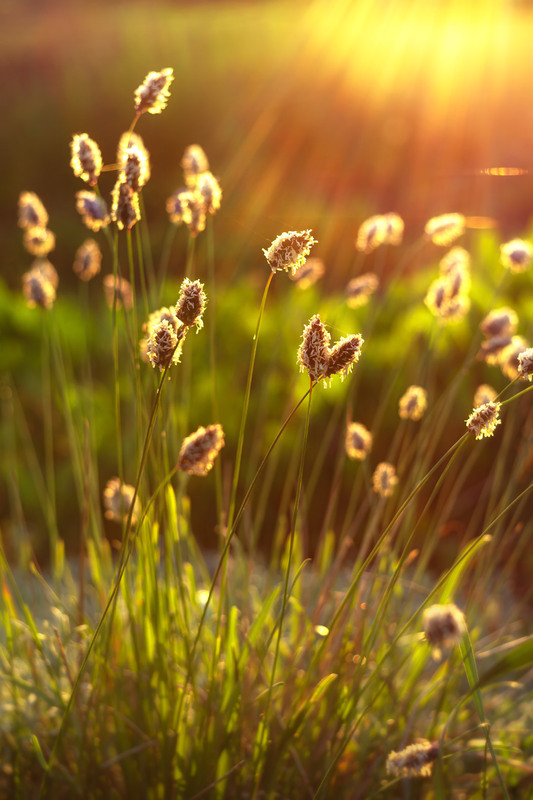 Фотографія Любіть травинку, і тваринку, і сонце завтрашнього дня... / Ольга Ніканорова / photographers.ua