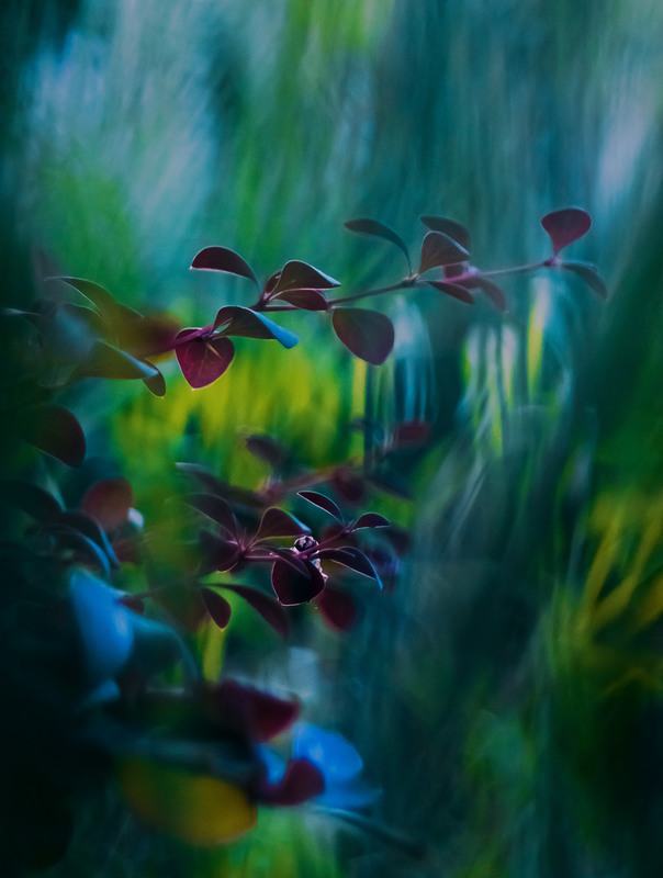 Фотографія В темно-синем лесу... / Ольга Ніканорова / photographers.ua