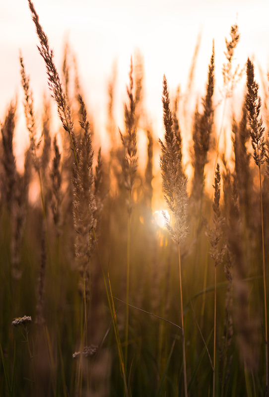 Фотографія Заблукало сонце у траві... / Ольга Ніканорова / photographers.ua