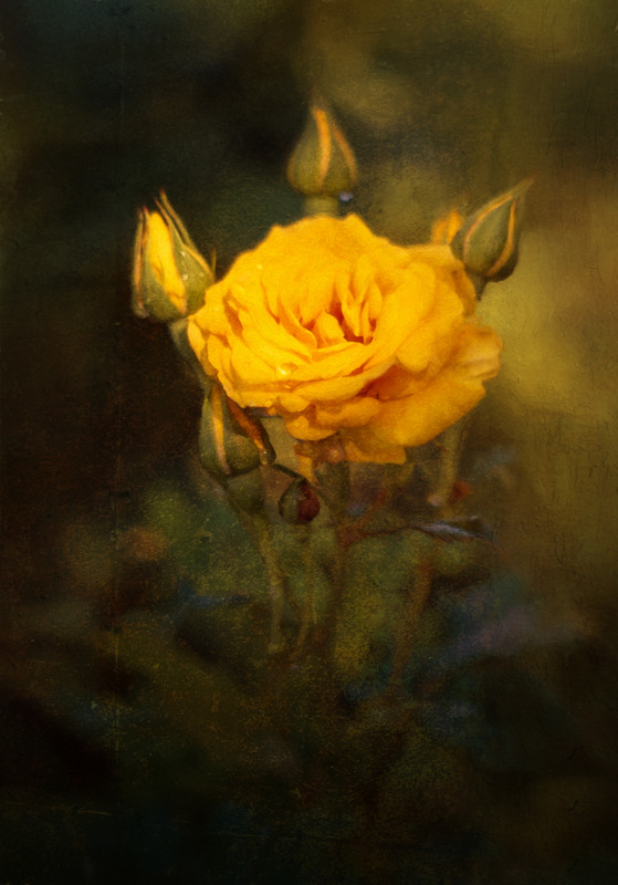 Фотографія Сонячна троянда / Ольга Ніканорова / photographers.ua