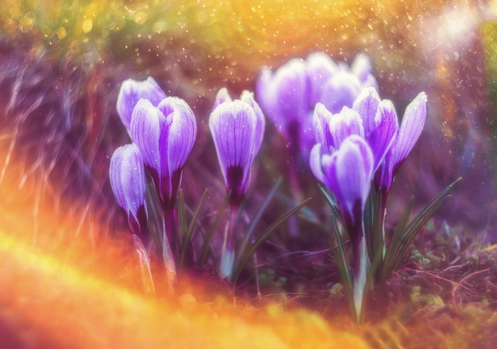 Фотографія Весна в стилі фентезі ) / Ольга Ніканорова / photographers.ua