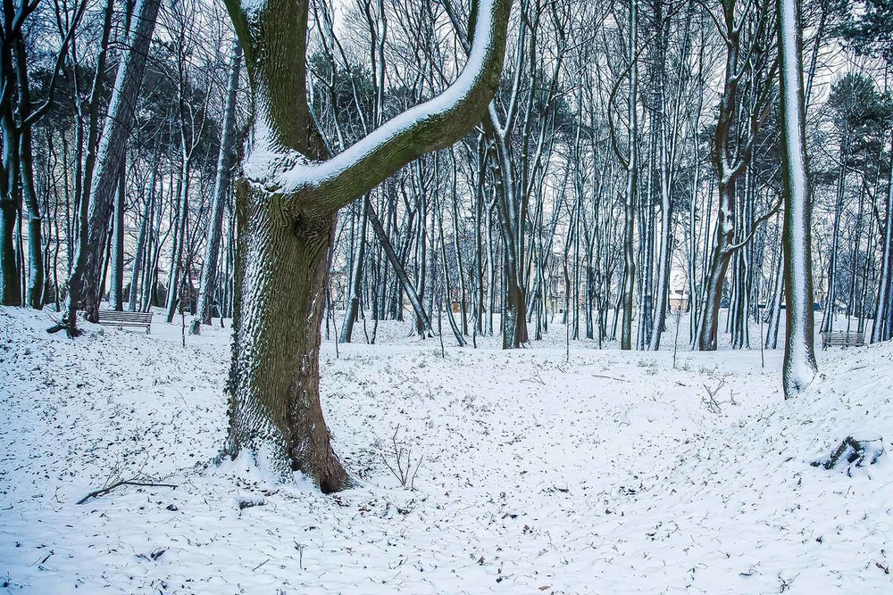 Фотографія Winter / Булгаков Руслан / photographers.ua