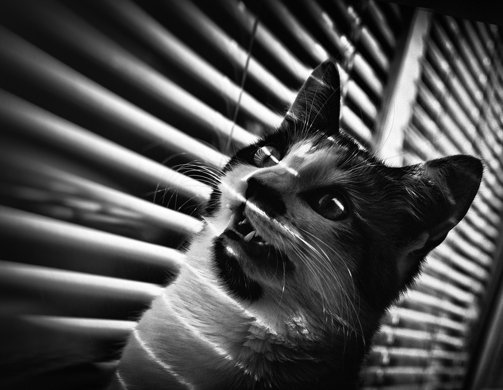 Фотографія Noir Cat / Віталій / photographers.ua