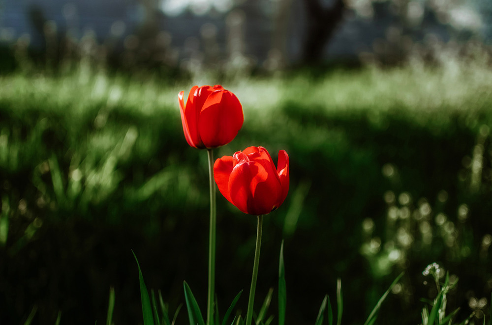 Фотографія Flowers of Spring / Віталій / photographers.ua