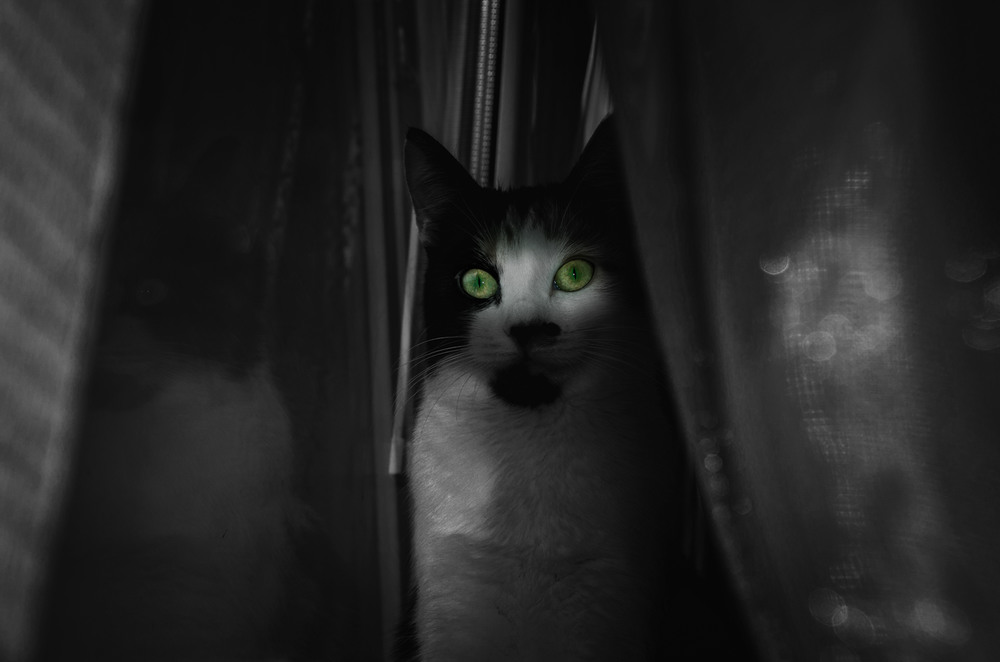 Фотографія Mystic Cat / Віталій / photographers.ua