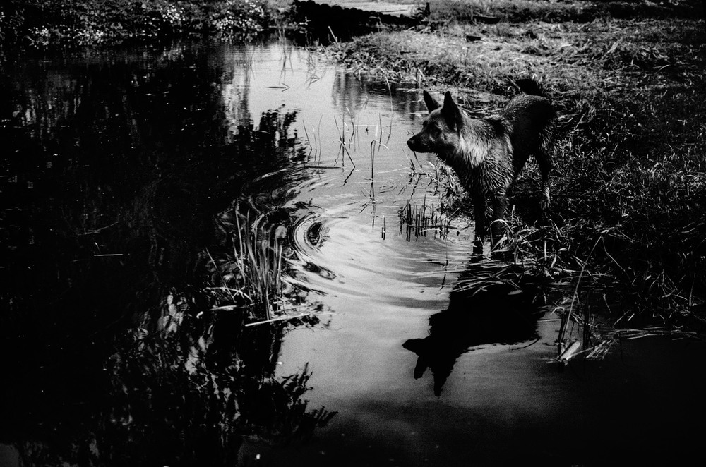Фотографія The Dog of Tarkovsky / Віталій / photographers.ua