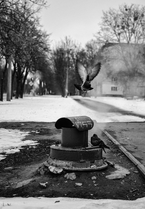 Фотографія Flying Away / Віталій / photographers.ua