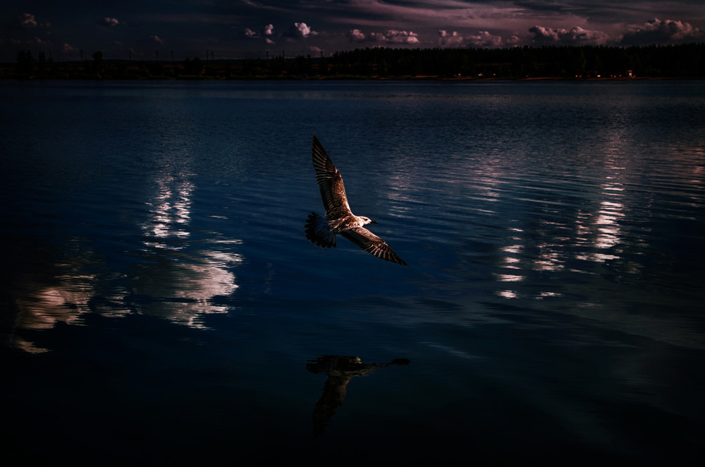 Фотографія Night Bird / Віталій / photographers.ua