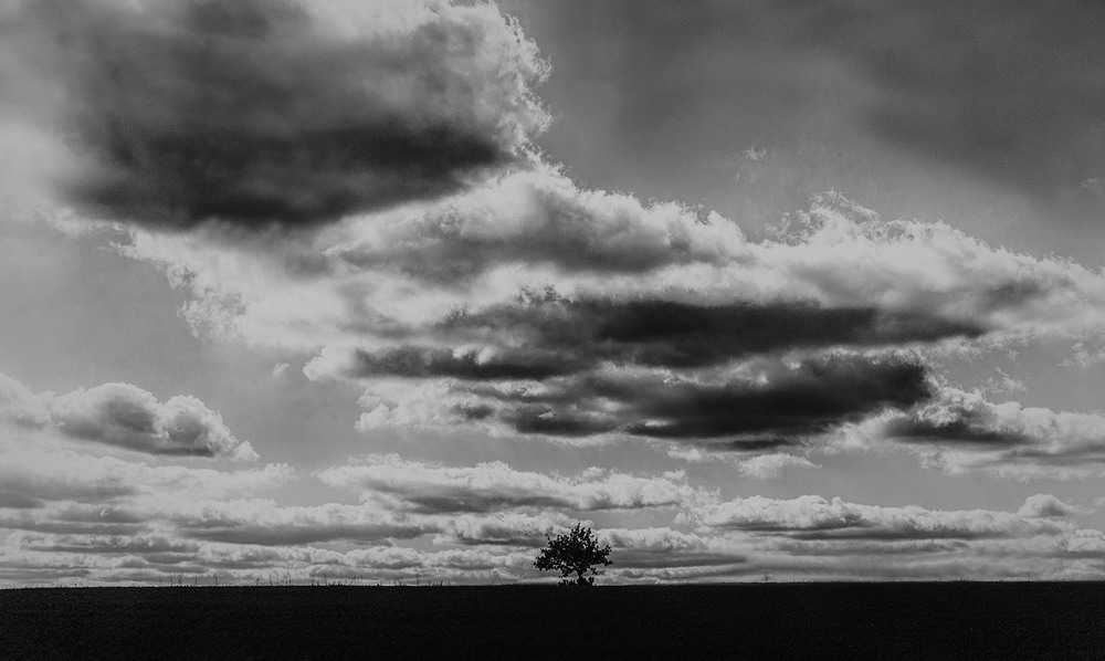 Фотографія The Lonely Tree / Віталій / photographers.ua