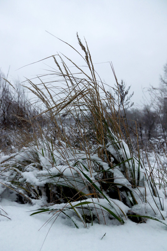 Фотографія Такая редкость снег зимой / Ira Khodiuk / photographers.ua