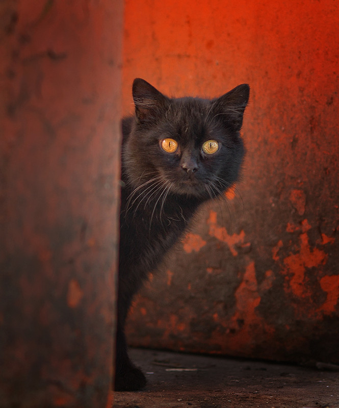 Фотографія Mystic cat / Сергей Мироненко / photographers.ua