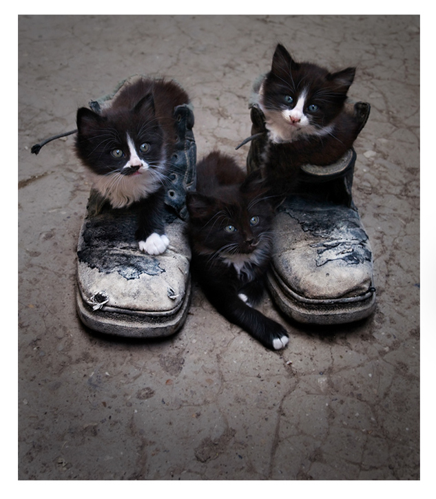 Фотографія У вас третьего ботинка не найдется? / Сергей Мироненко / photographers.ua