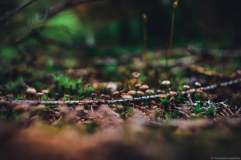 Фотографія Прогулюючись лісом глянь вниз під свої черевики і побачиш інший неперевершенний всесвіт / Anastasiia Ladyhina / photographers.ua