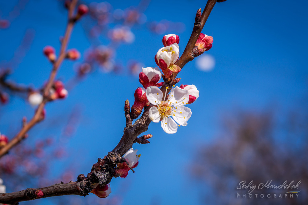 Фотографія Весняна квітка... / Сергій Марущак / photographers.ua