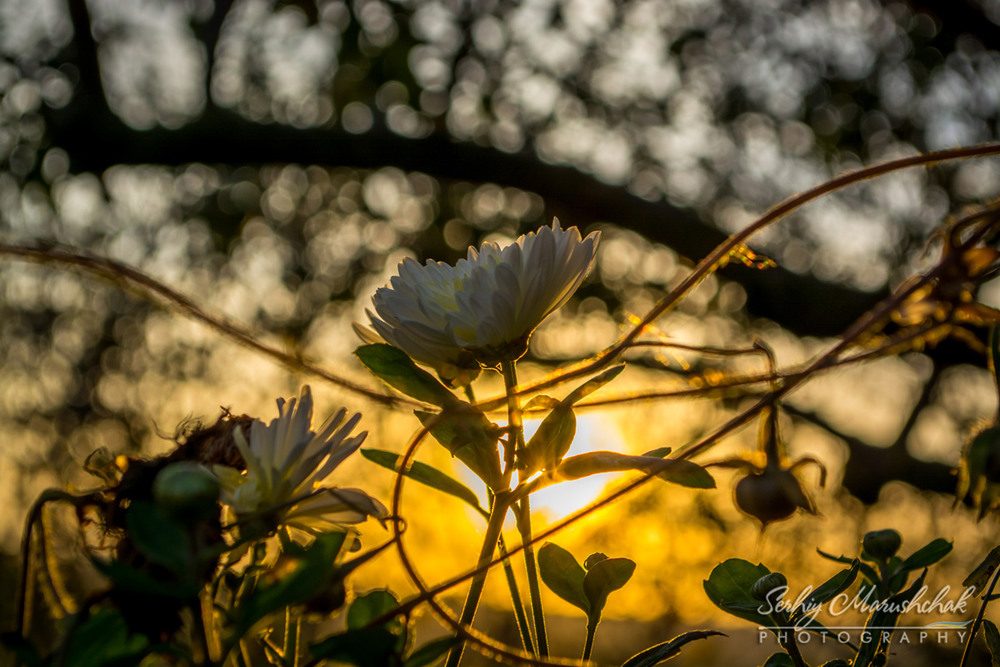 Фотографія Ранкова квітка... / Morning flower... / Сергій Марущак / photographers.ua