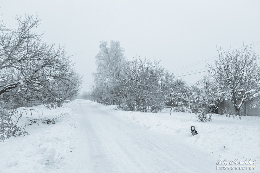 Фотографія Засніжена вулиця з одним мешканцем... / Сергій Марущак / photographers.ua