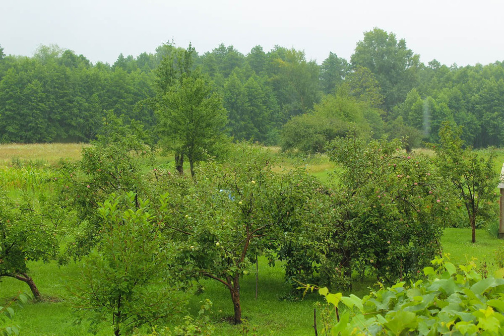 Фотографія Яблочный сад во время дождя... / Дмитрий Кравец / photographers.ua