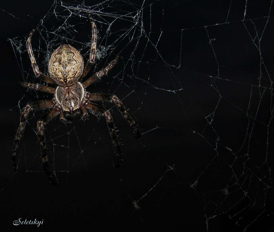 Фотографія The Spider's Lullabye / Oleksandr Seletskyi / photographers.ua