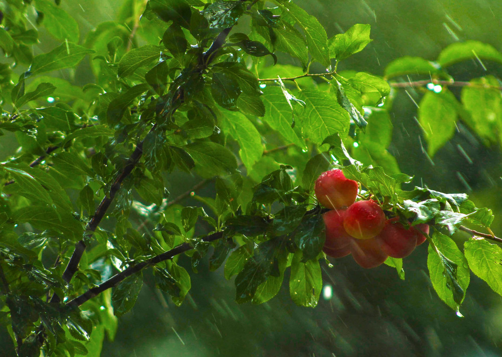 Фотографія Летний дождь / Лиза Зеленая / photographers.ua