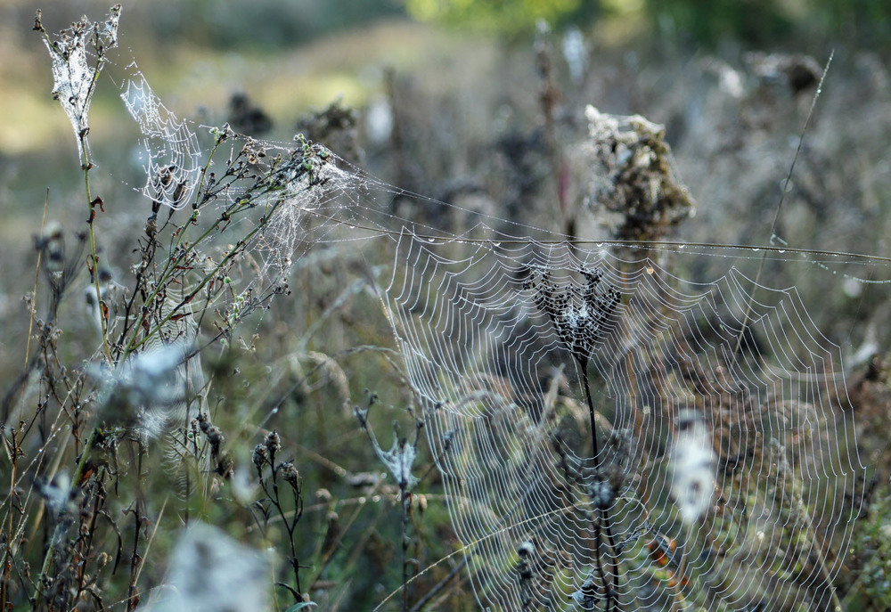 Фотографія Осень сушит паутину / Лиза Зеленая / photographers.ua