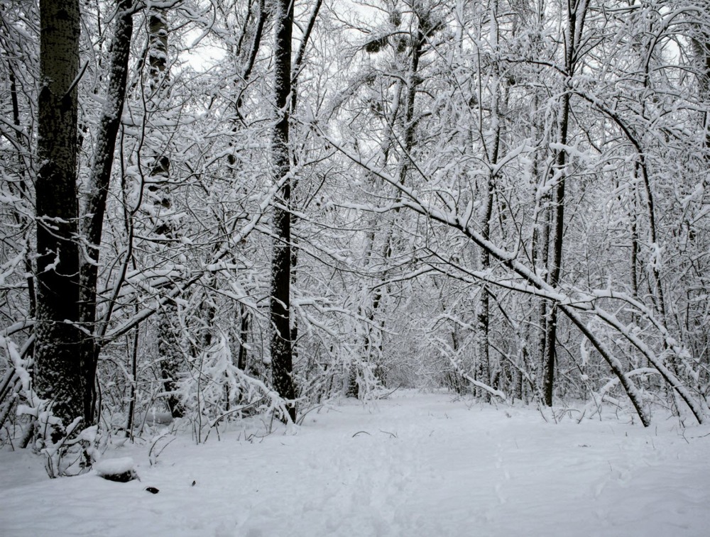 Фотографія Чародейкою Зимою околдован, лес стоит / Лиза Зеленая / photographers.ua