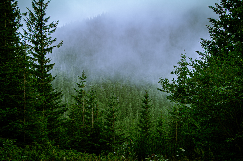 Фотографія Незвіданими стежками / Наталія Ковальова / photographers.ua