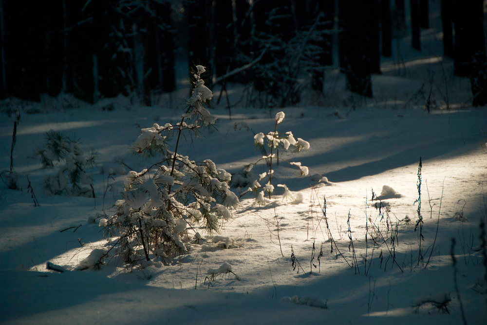 Фотографія зимова / SergeyR / photographers.ua