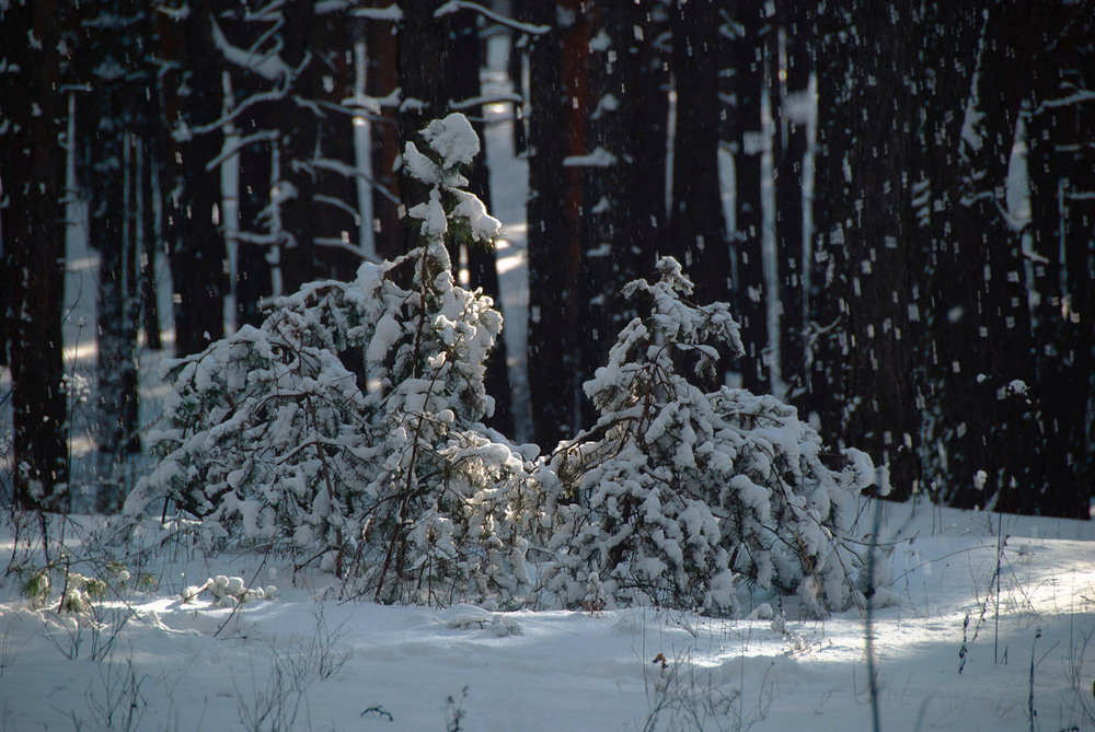 Фотографія зимова 2 / SergeyR / photographers.ua