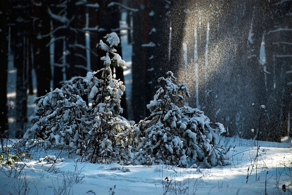 Фотографія зимова 3 / SergeyR / photographers.ua