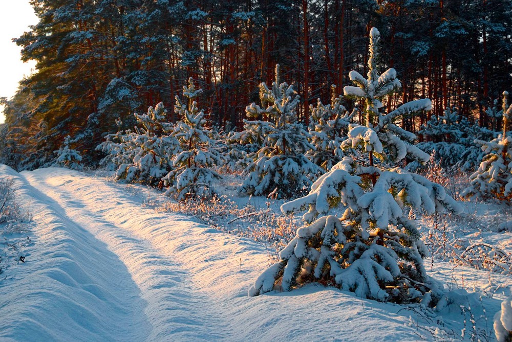 Фотографія зимова 3 / SergeyR / photographers.ua