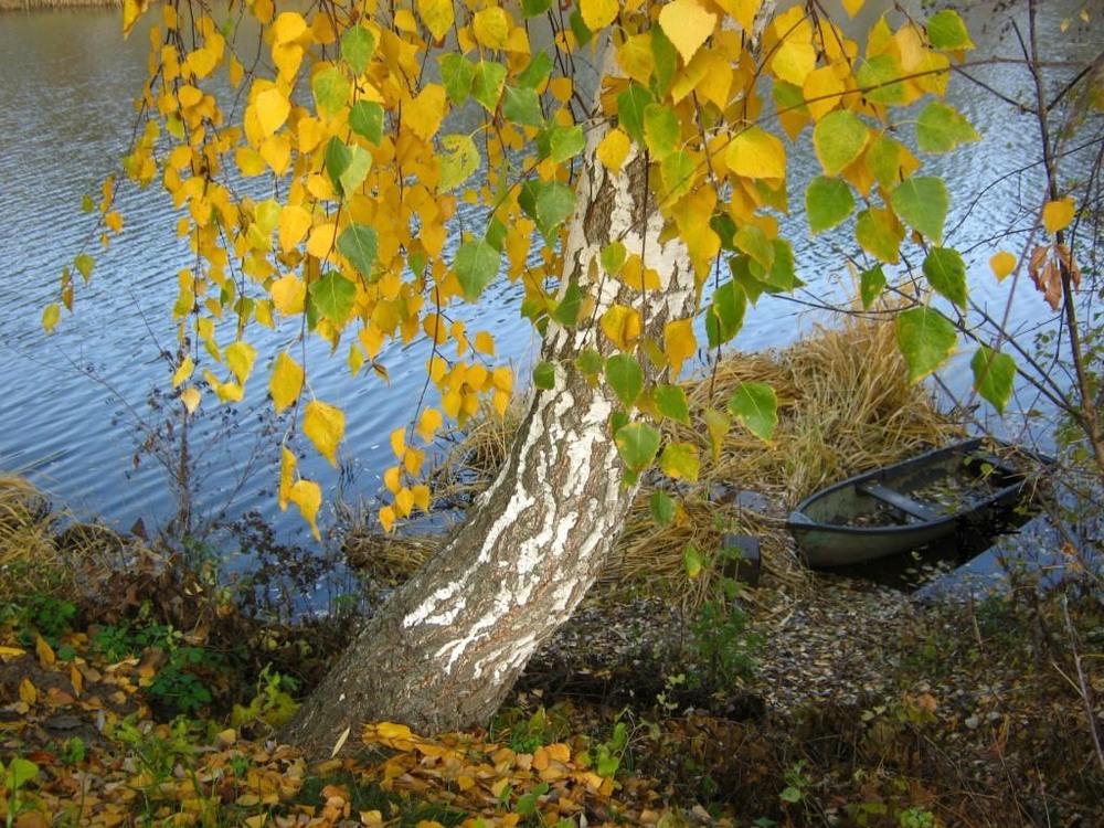 Фотографія Осень к берегу причалила. / Катерина Кулик / photographers.ua