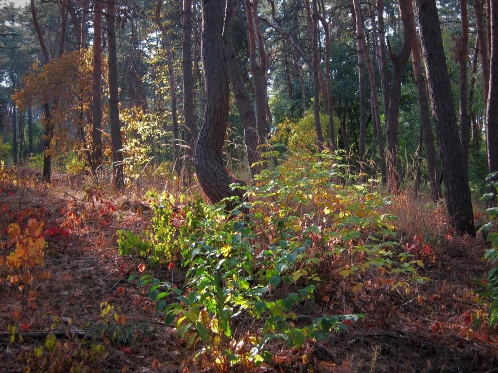 Фотографія Вечерний лесной колорит. / Катерина Кулик / photographers.ua