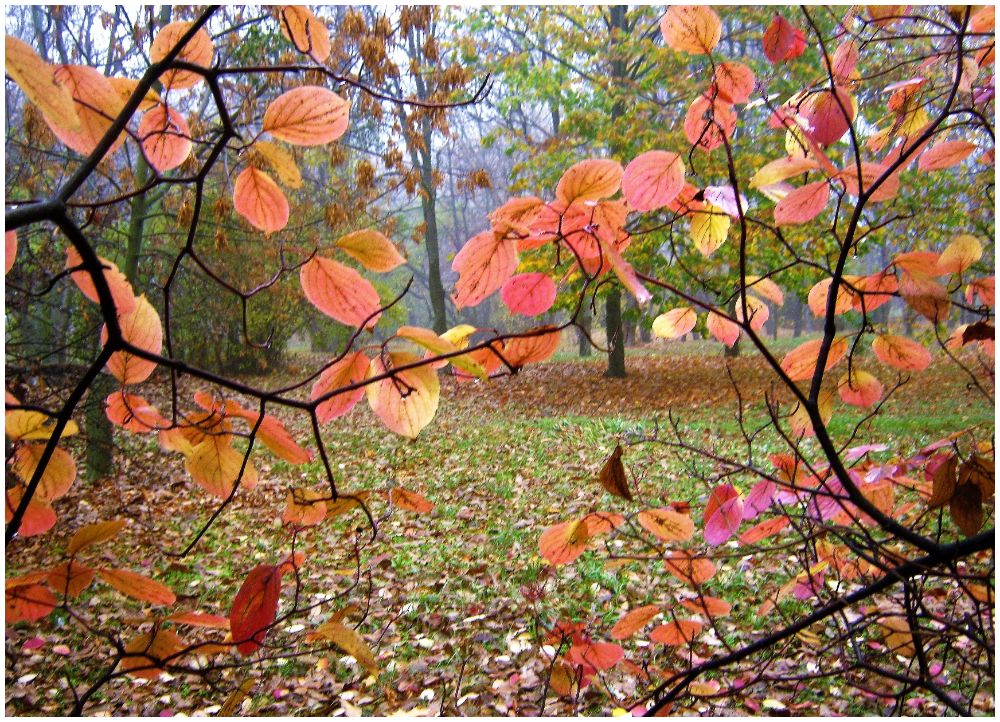 Фотографія За занавесом листьев - осенний туман. / Катерина Кулик / photographers.ua