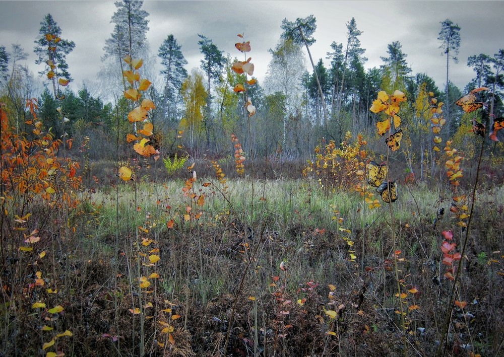Фотографія Осенний вернисаж пасмурным днем / Катерина Кулик / photographers.ua
