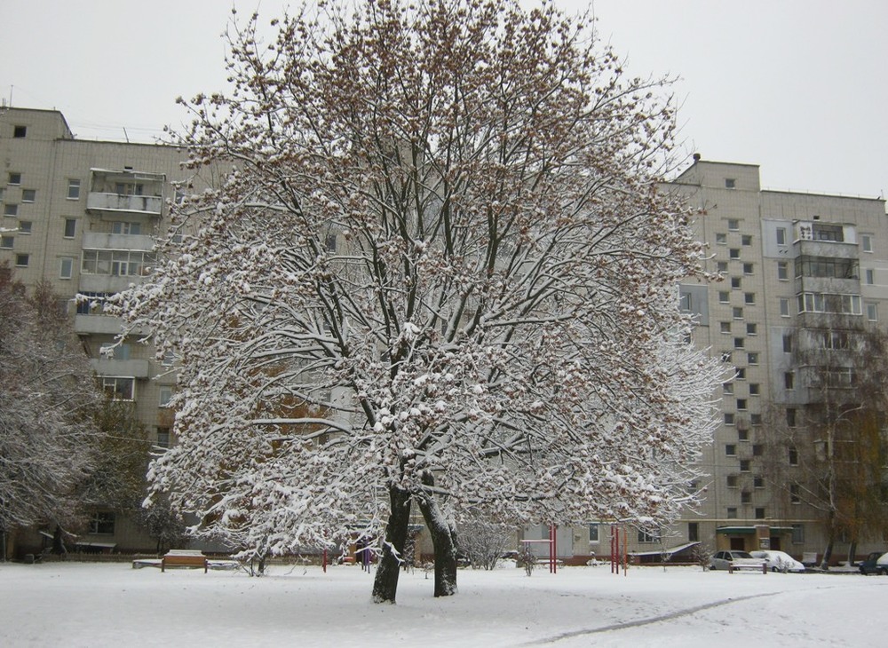 Фотографія Зима спешит вступить в свои права. / Катерина Кулик / photographers.ua