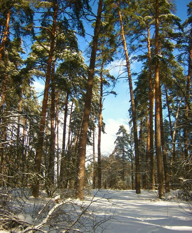 Фотографія Солнышко с соснами в пятнашки играется. / Катерина Кулик / photographers.ua