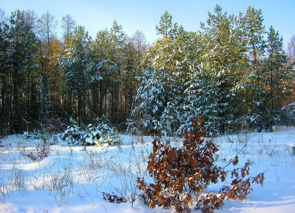 Фотографія Зимний день со снегом. Из архива. / Катерина Кулик / photographers.ua