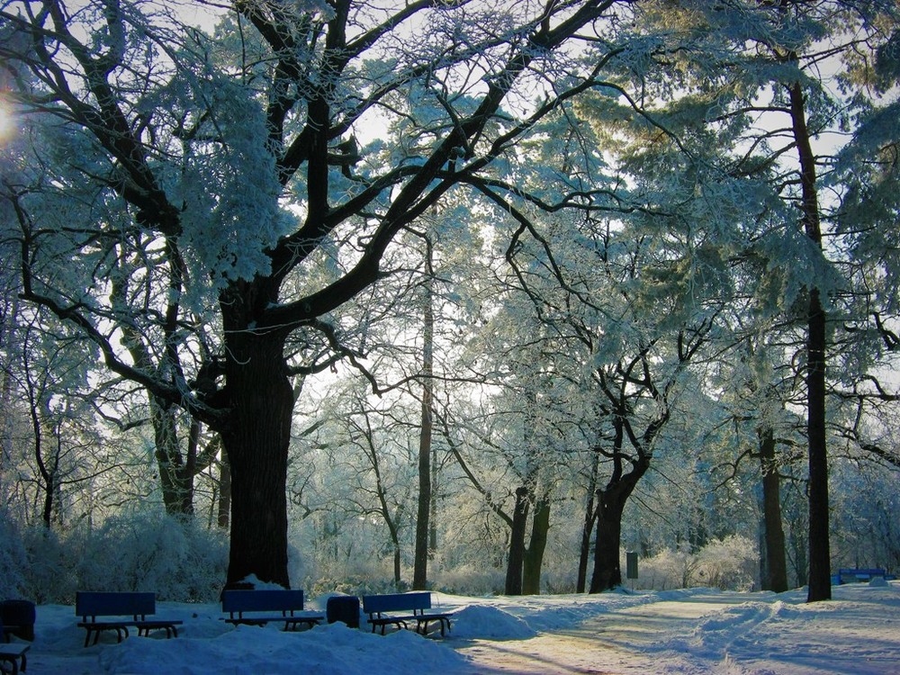 Фотографія Утро в парке. Наполнен воздух шепотом зимы. / Катерина Кулик / photographers.ua
