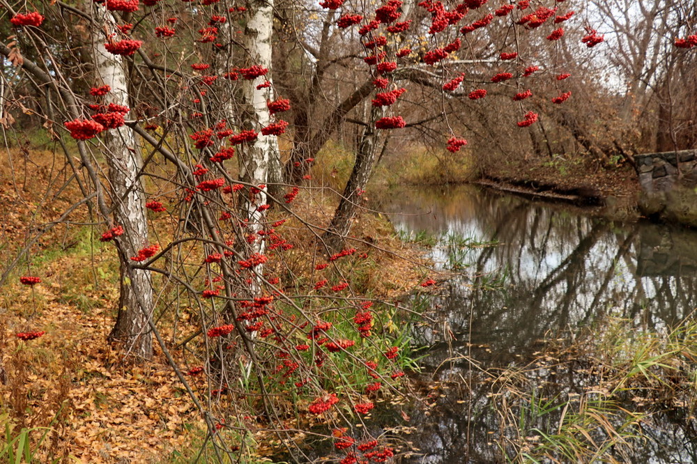 Фотографія Подарила осень бусы красные рябинке. / Катерина Кулик / photographers.ua