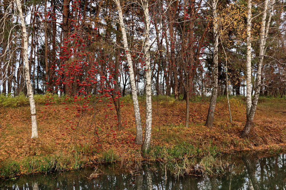 Фотографія Осенью одна ягода - рябина. / Катерина Кулик / photographers.ua