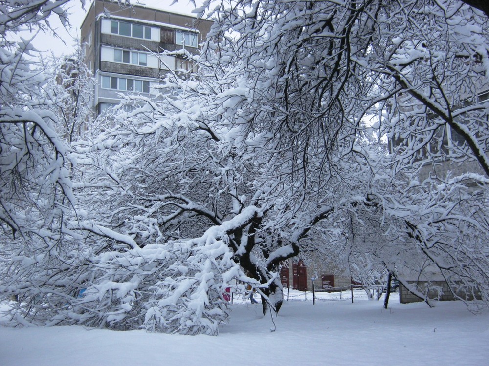 Фотографія Снег навеял городу сон белоснежный! / Катерина Кулик / photographers.ua