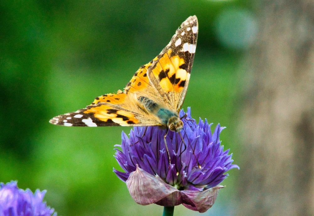 Фотографія Метелик: Сонцевик будяковий / Олександр / photographers.ua