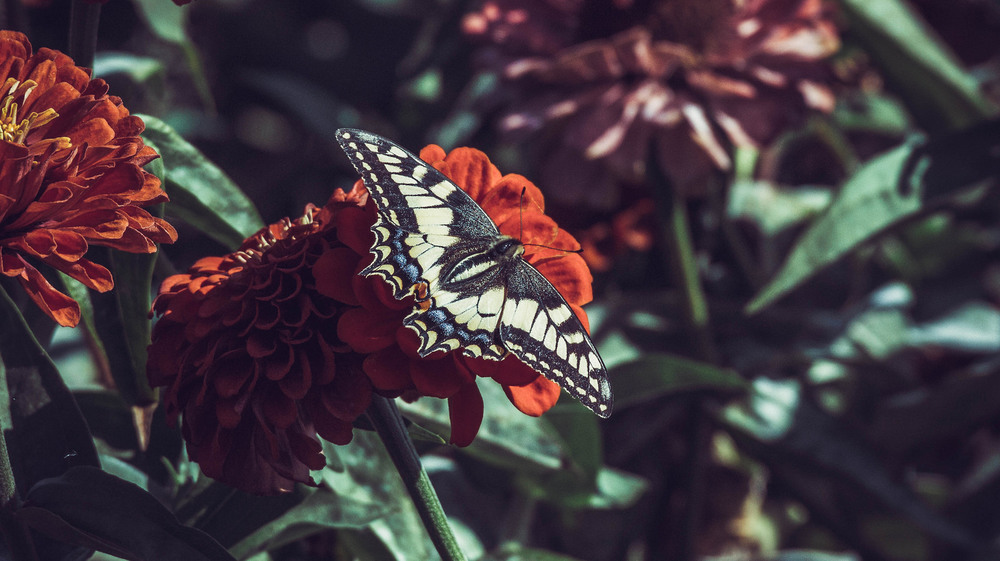 Фотографія Метелик на квітці / Олександр / photographers.ua
